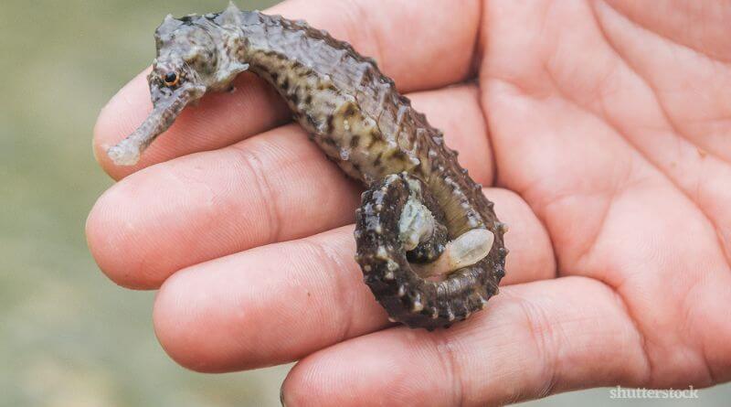 How Much Do Seahorses Eat